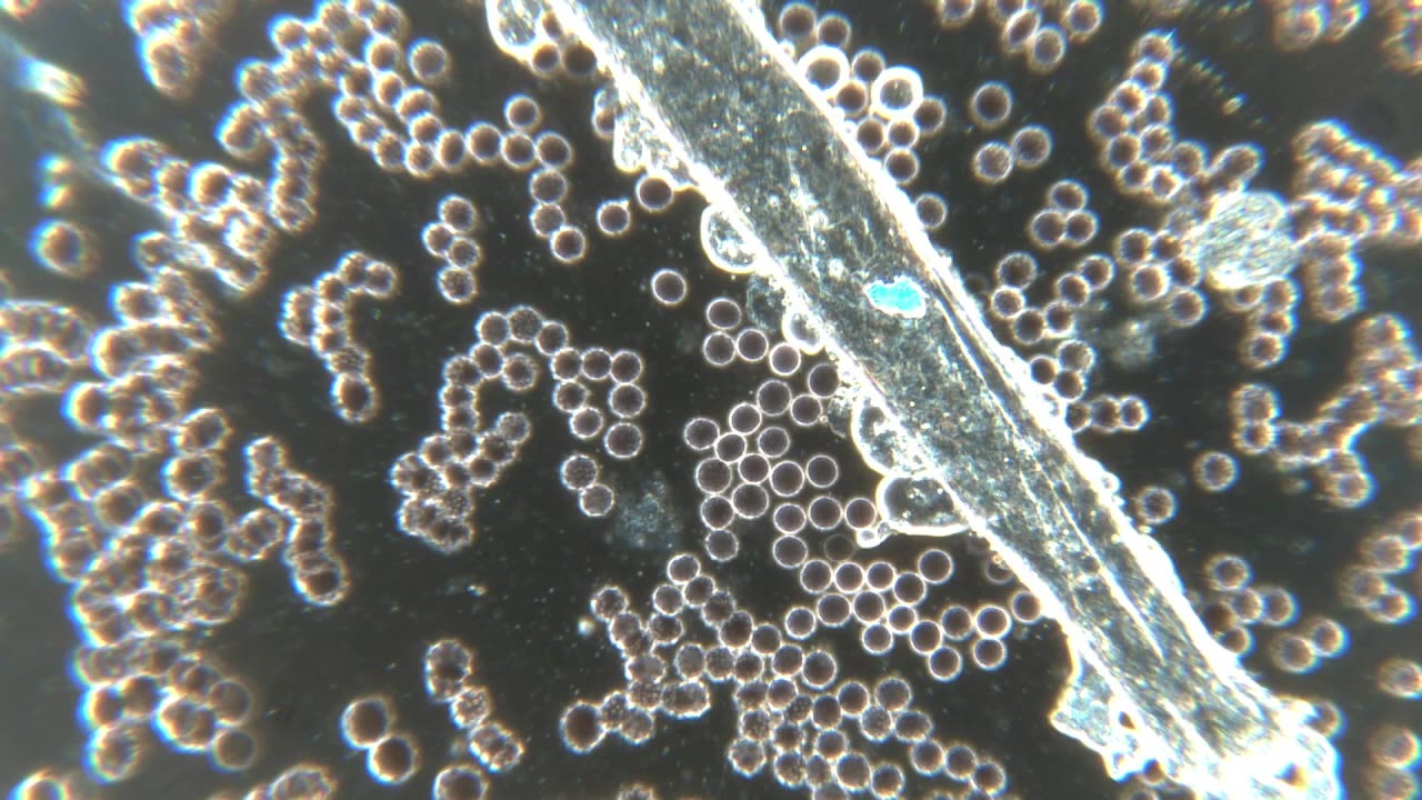 Qu'un sang impur abreuve nos sillons!... + mise au point sur le SMQ