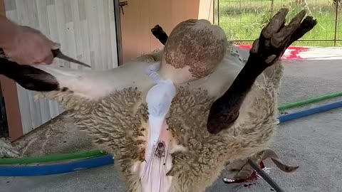 #animals #kuzueti #youtubeshorts #kuzu #youtube #antalyaturkey
