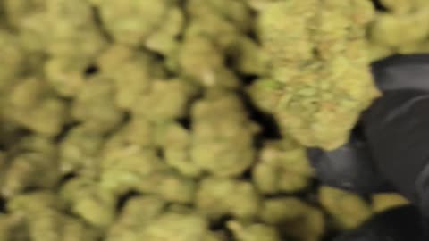 Wedding Cake THC Flower
