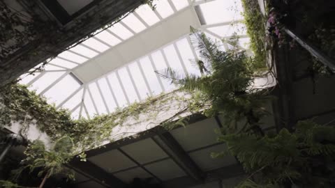 How to Propagate Fiddle Leaf Fig