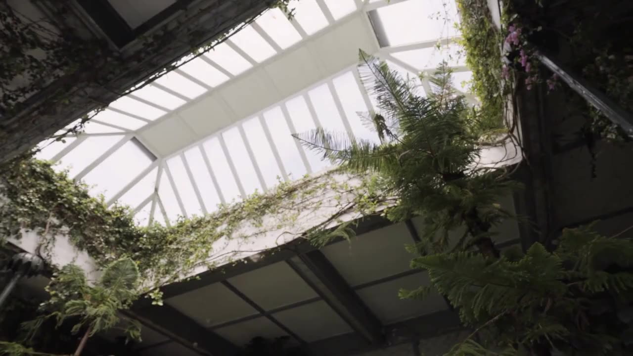 How to Propagate Fiddle Leaf Fig