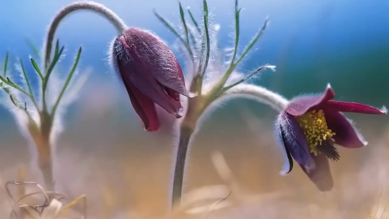 اسمع بقلبكـ سوره الكهف __ يوسف أبكر؛؛