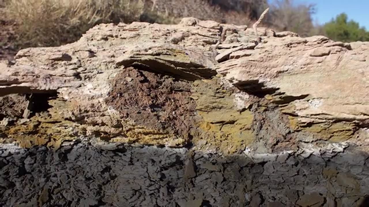 1530-10 - Cambrian Explosion to Dinosaur Extinction