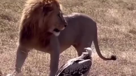 🤯🦅 Witness The Vulture's Unexpected Showdown! | FeedMyCuriosity