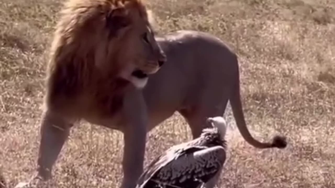 🤯🦅 Witness The Vulture's Unexpected Showdown! | FeedMyCuriosity