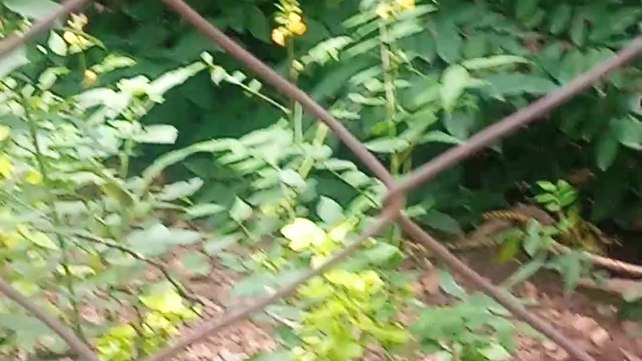 Animal