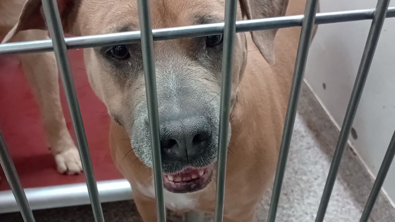 Baby Girl-tan-by gate 4y A869879 Morgan-came forward 3y A874711 kennel 160 PACC shelter2025917634