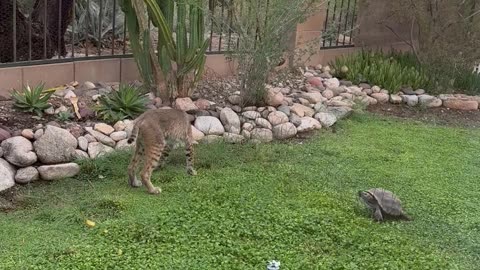 Brave Tortoise Squares Up to Bobcat