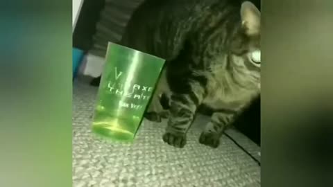 FUNNY ANIMAL VIDEOS - Try not to laugh 🤣