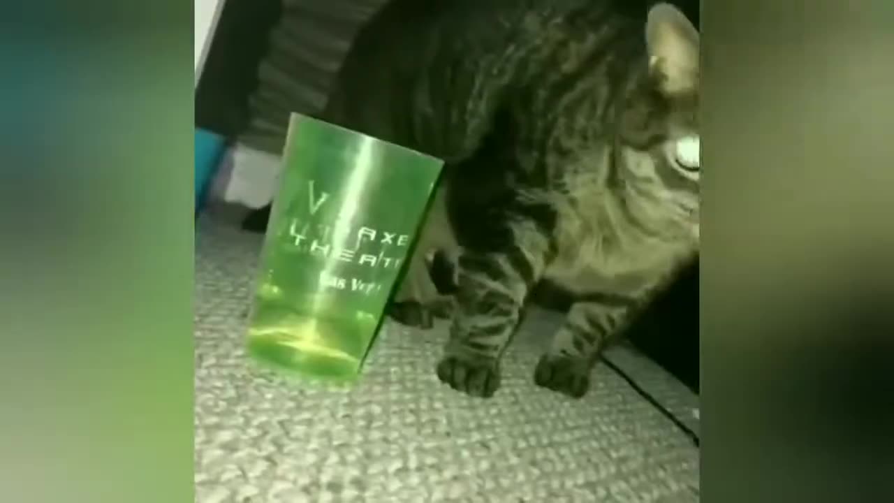 FUNNY ANIMAL VIDEOS - Try not to laugh 🤣