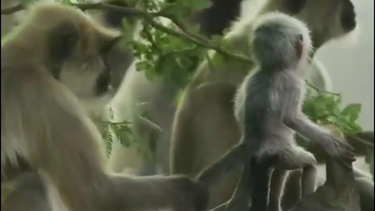 *"Heartbreaking Moment: Baby Monkey's Tragic Fall*