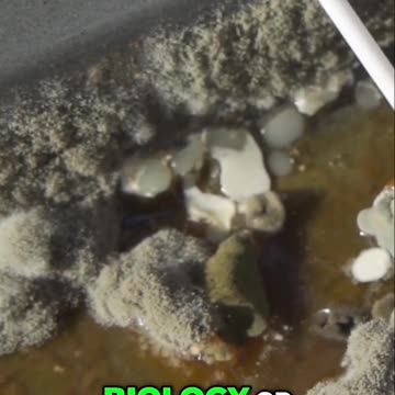 Ultimate Guide to Surface Mold Testing_ What You Need to Know