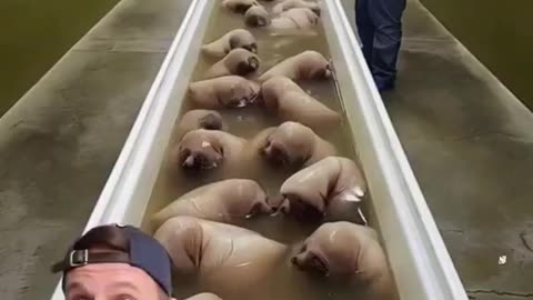 Japan has approved to move forward with mixing animal and human DNA in an effort to...