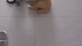 😂🐶 You Won't Believe This Epic Animal Fail! | FunFM