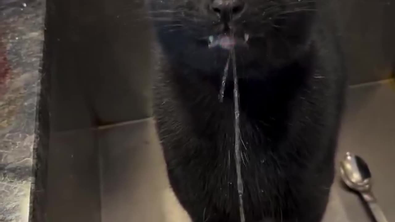 What? 🐈‍⬛