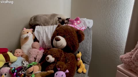 Cats Blend in With Stuffed Animals