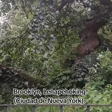 Este árbol en NYC tiene más años que la entidad sionista.