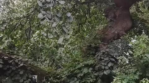 Este árbol en NYC tiene más años que la entidad sionista.
