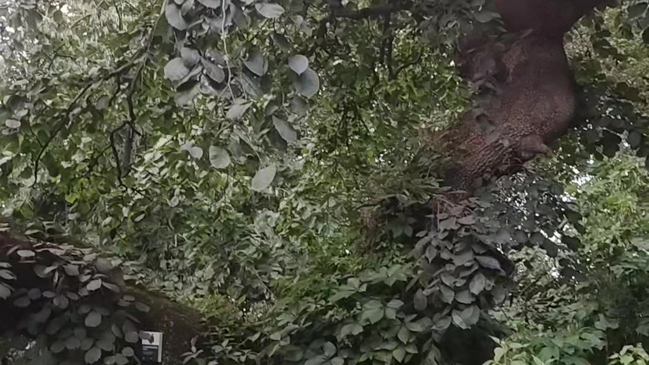 Este árbol en NYC tiene más años que la entidad sionista.