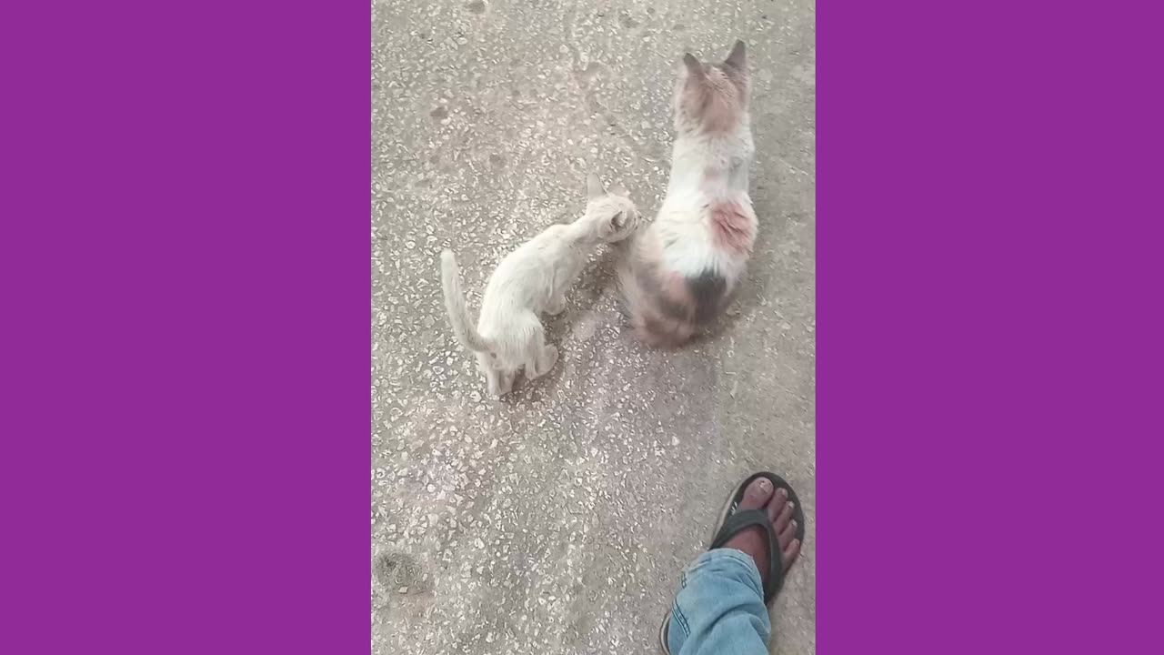 Beautiful kittens funny.