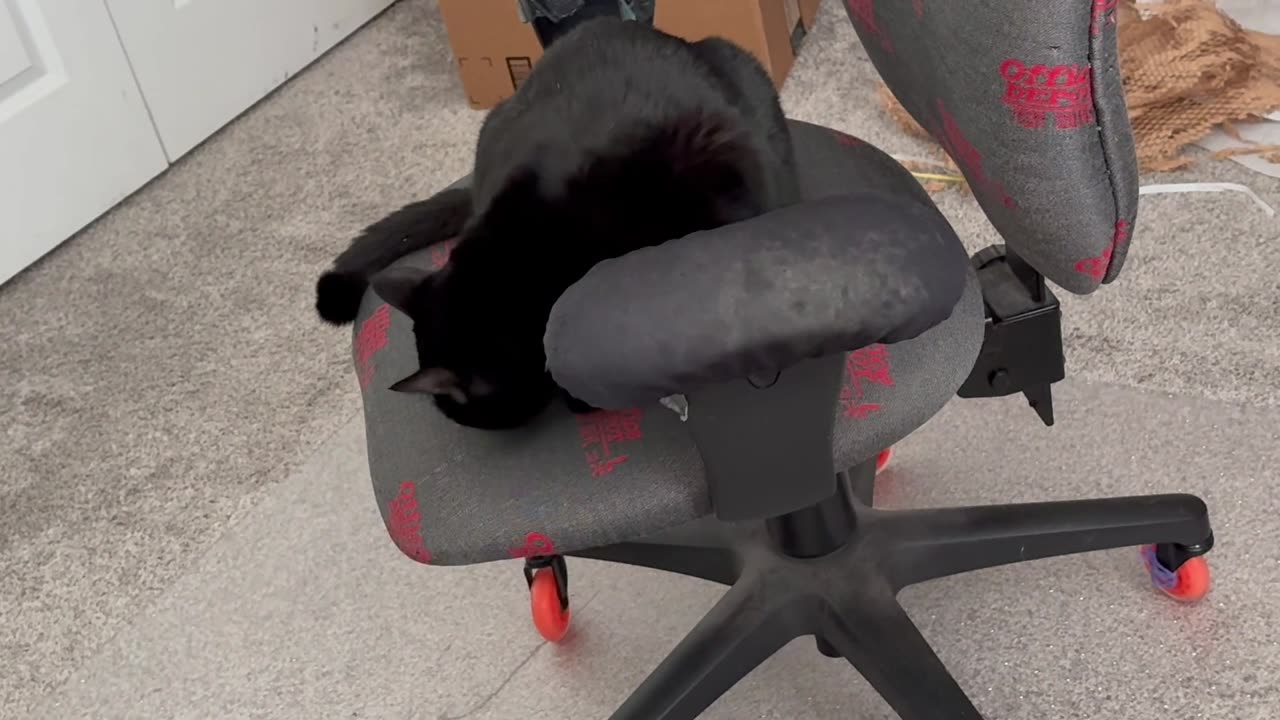 Cute Precious Piper Has a Positive Attitude in the Office - Adopting a Cat from a Shelter Vlog