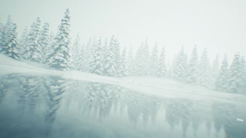 forest and quest