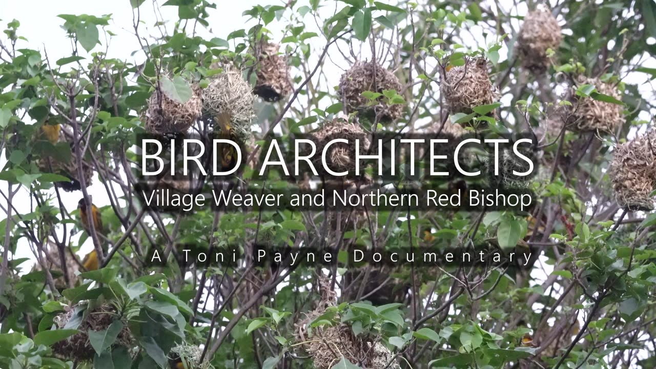 Bird Architects - Village Weaver and Northern Red Bishop Nest Building Documentary