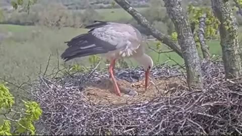 The first chick has hatched 🐥 - Knepp (UK)