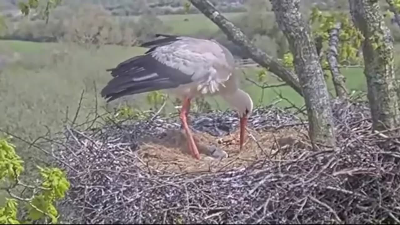 The first chick has hatched 🐥 - Knepp (UK)