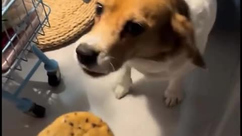 "This Dog Is a Whole Comedy Show! 😂🐶 Funniest Moments Caught on Camera"