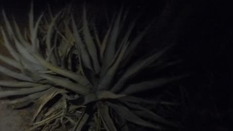 Walking around in Borrego after 16 years!