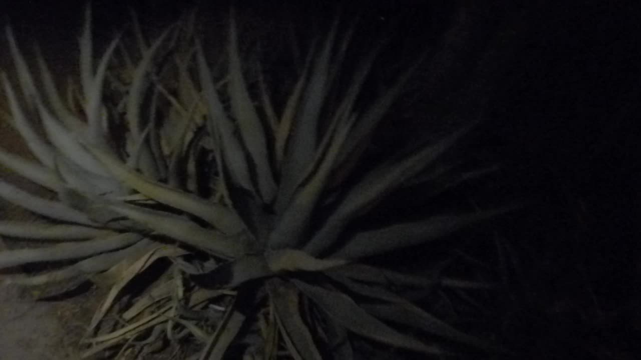 Walking around in Borrego after 16 years!