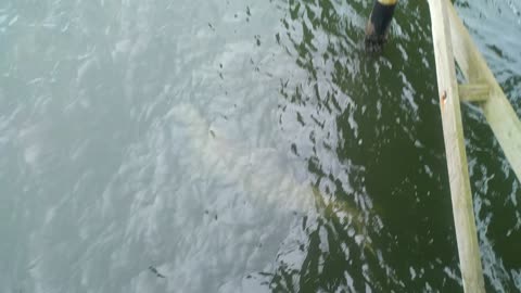 Dolphin around the pier