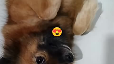 #qute#pet#puppy#love