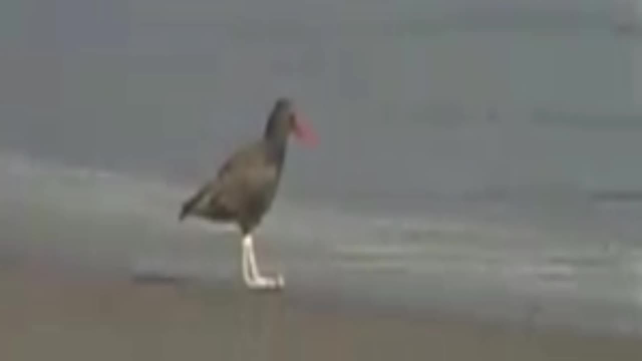 birds
