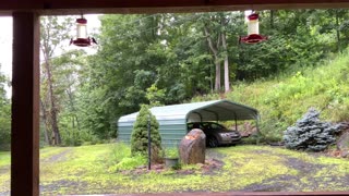 NW NC at The Treehouse 🌳 8/3/35 10am 59°F Hummingbird feeding frenzy 🐦