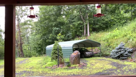 NW NC at The Treehouse 🌳 8/3/35 10am 59°F Hummingbird feeding frenzy 🐦