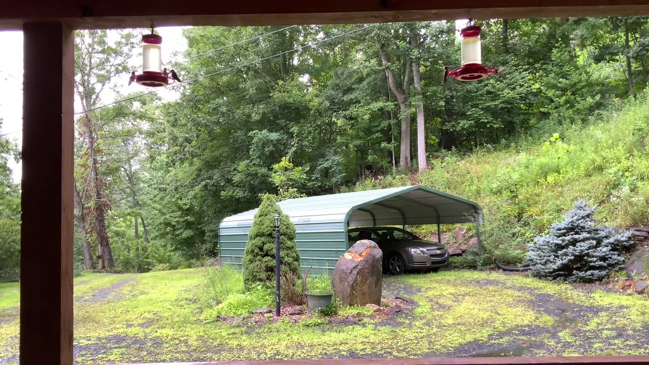 NW NC at The Treehouse 🌳 8/3/35 10am 59°F Hummingbird feeding frenzy 🐦