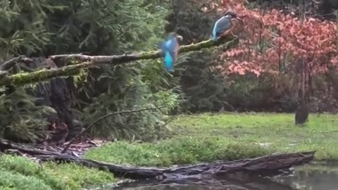 😮🐦 A Really Angry Kingfisher Bird! | FeedMyCuriosity