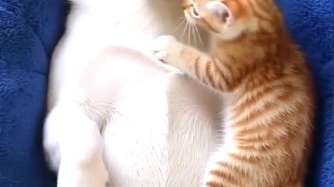 Falling asleep with best friend ❤️