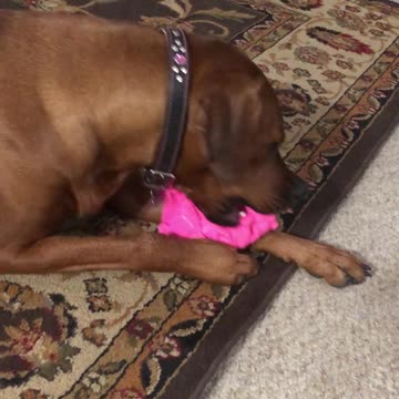 Dog gets new toy that sounds like a real pig