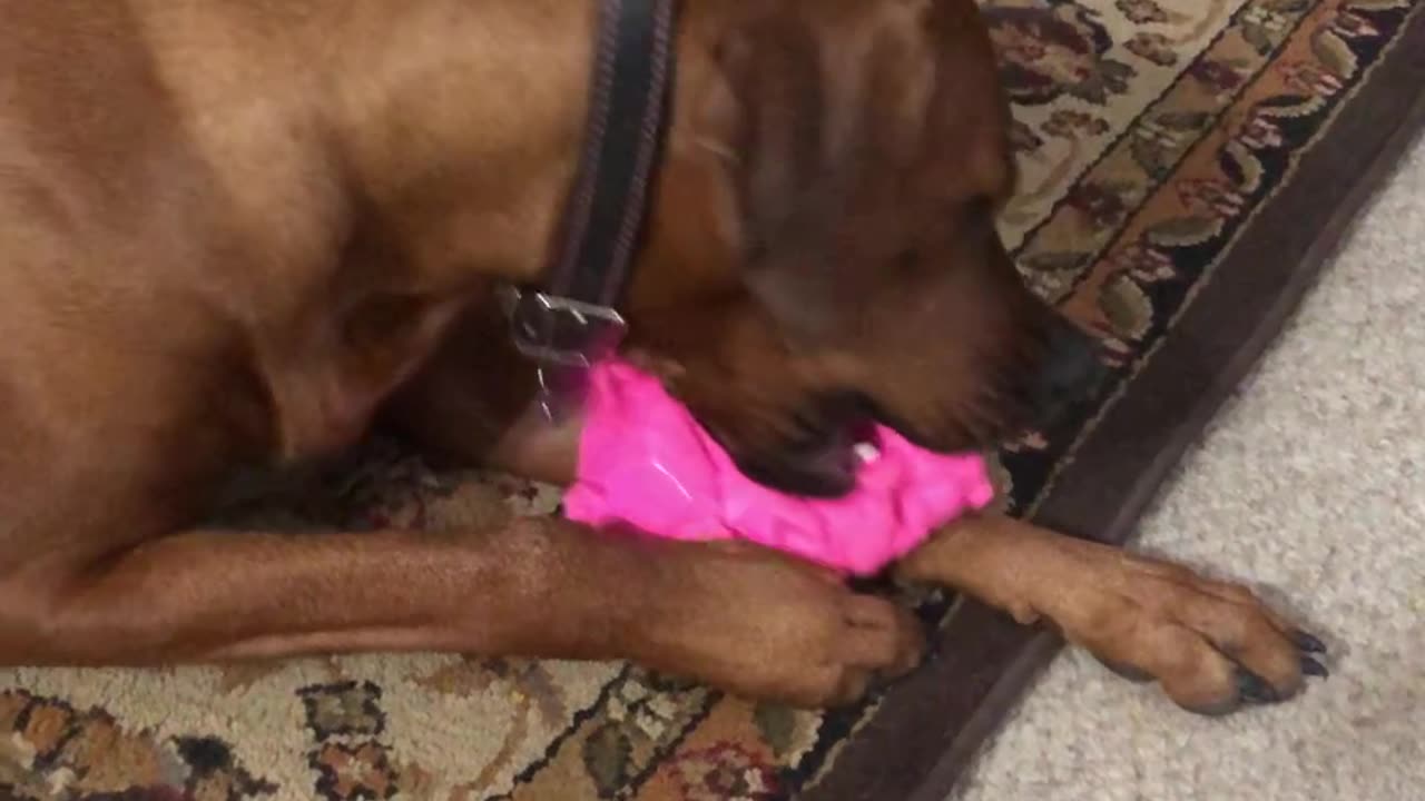 Dog gets new toy that sounds like a real pig
