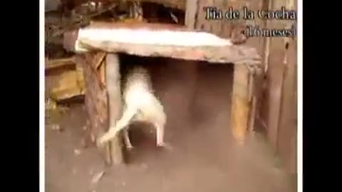 Female muzzled dogo argentino beats mountain lion