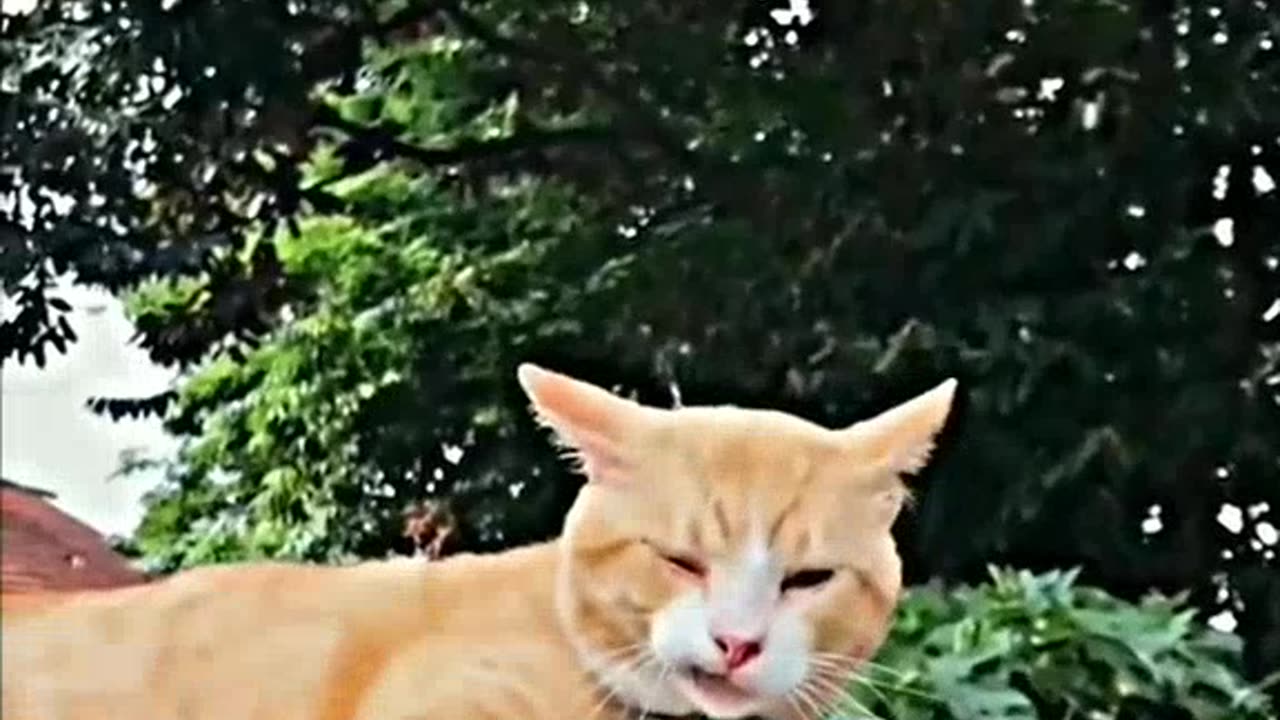 Kucing kucing menggemaskan