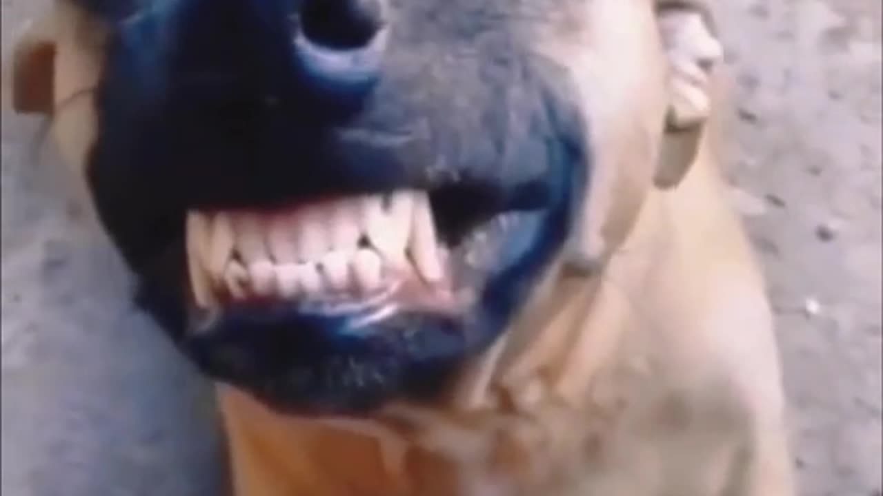 Animal funny video 25