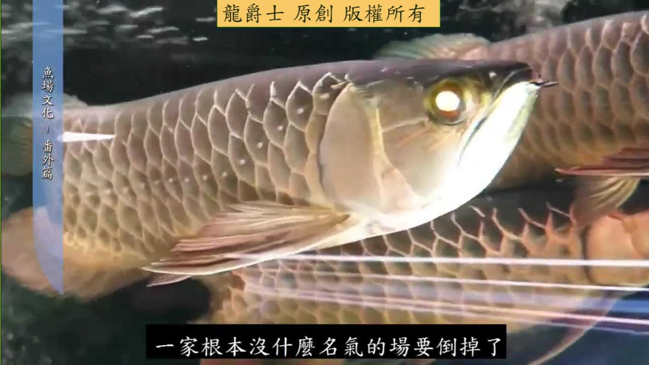 【龍爵士】龍魚百科 產地文化 番外篇