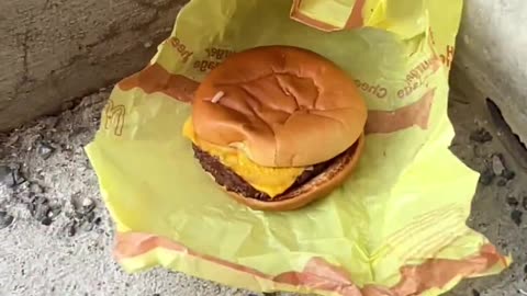 He leaves the cheeseburger out and checks it after 14 hours and 24 hours