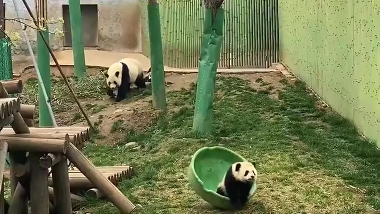 😂🐼 You Won't Believe This Panda's Epic Core Strength! | FunFM