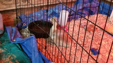 AGGRESSIVE HYDRATION #SparklegleamFarm #Lemongrab #farm #geese #farmanimals #UNACCEPTABLE #cute