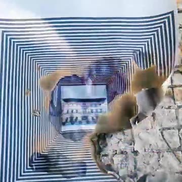 Tim Rifat TikTok Videos